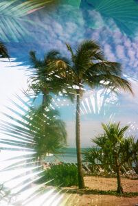 A tropical beach scene with a central tall palm tree and green fronds against a backdrop of a bright blue sky dotted with soft white clouds. The sandy shoreline is visible, with beach chairs scattered in the distance near the water’s edge. In the background, people can be seen lounging near the ocean and sunlight filters through the palm leaves, casting intricate shadows. The image has a layered effect with overlapping palm frond silhouettes.