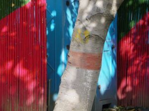 A photograph capturing a close-up of a tree trunk in front of a brightly colored background. The tree trunk is painted with a faded red band around its midsection and leans slightly to the right. Behind the tree, a corrugated metal fence is painted in vibrant red, green, and blue sections. Dappled sunlight filters through the tree's branches, casting colorful patches of light and shadow on the fence.